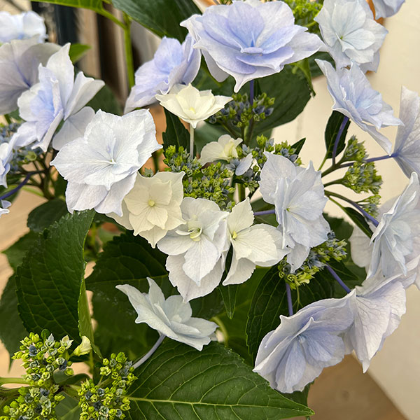 アジサイ:麗(うらら)ブルー 5号鉢植え