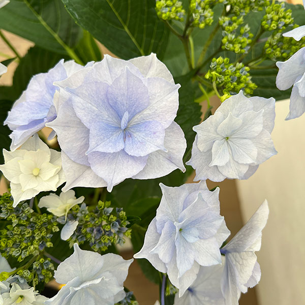 アジサイ:麗(うらら)ブルー 5号鉢植え