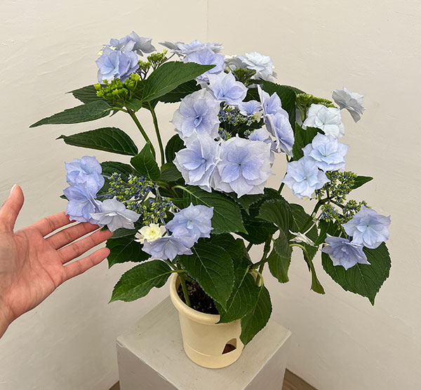 アジサイ:麗(うらら)ブルー 5号鉢植え