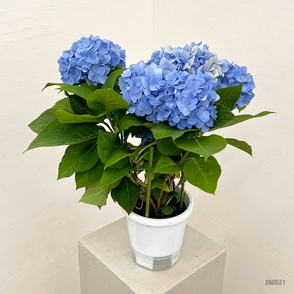 四季咲きアジサイ:霧島の恵み(ブルー) 5号鉢植え