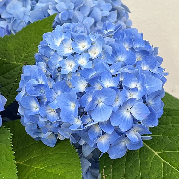 四季咲きアジサイ:霧島の恵み(ブルー) 5号鉢植え