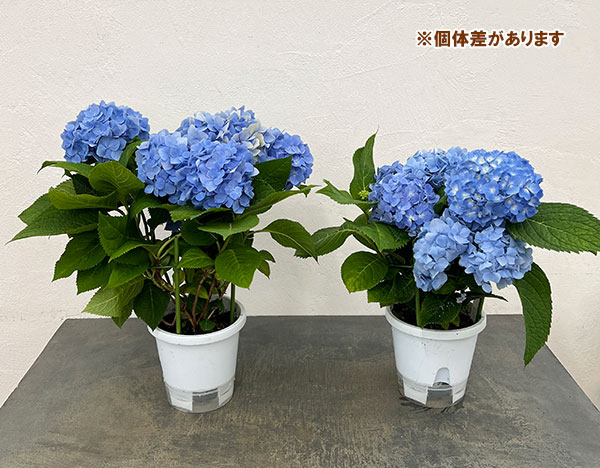 四季咲きアジサイ:霧島の恵み(ブルー) 5号鉢植え