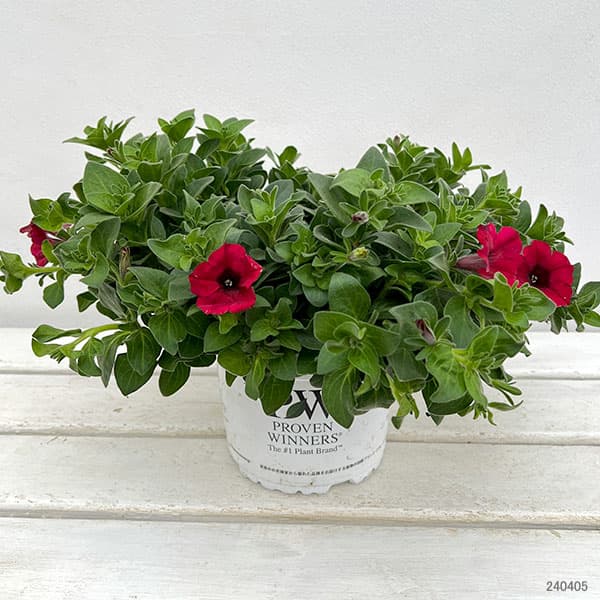 ペチュニア：スーパーチュニアレッド5号ポット