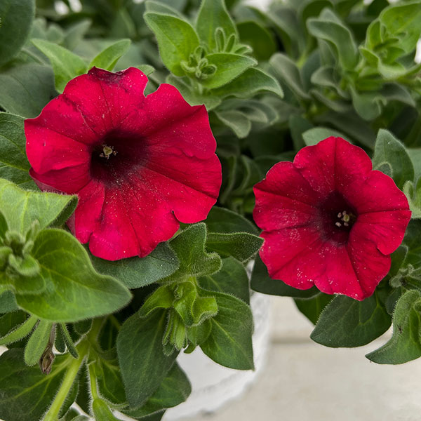 ペチュニア：スーパーチュニアレッド5号ポット