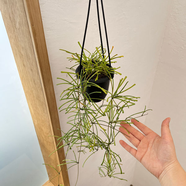 ロング ホヤ hoya レツーサ 超ロング 流木ハンギング ホヤ：レツーサ 3