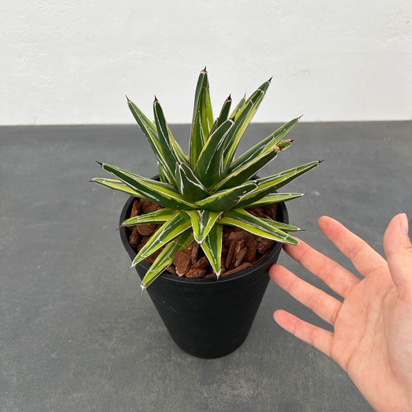 アガベ：輝山（きざん）　5号鉢植え*