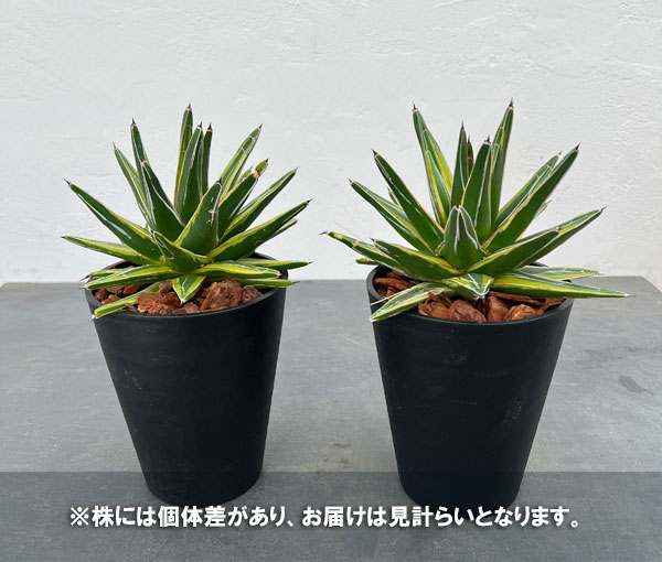アガベ：輝山（きざん）　5号鉢植え*