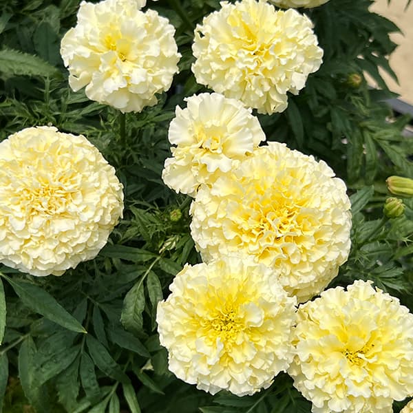 マリーゴールド :ホワイトゴールドマックス3-3.5号ポット