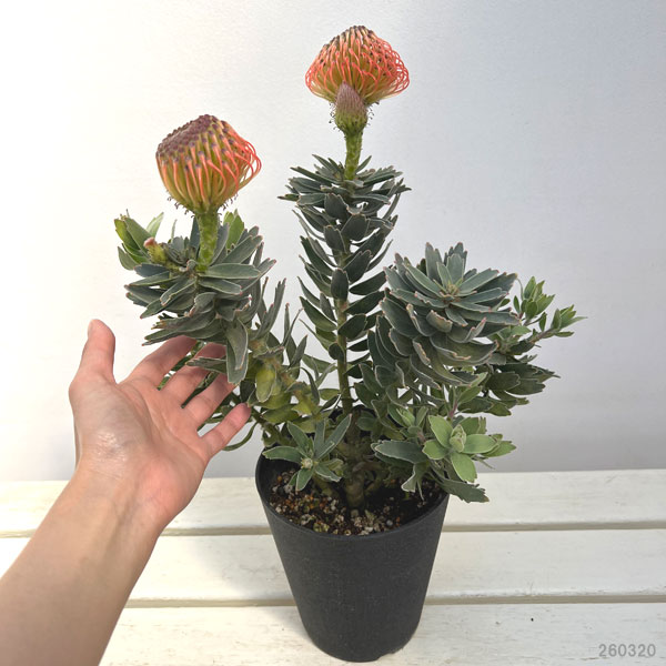 リューコスペルマム（ピンクッション）：コーディフォリウム　5号鉢植え