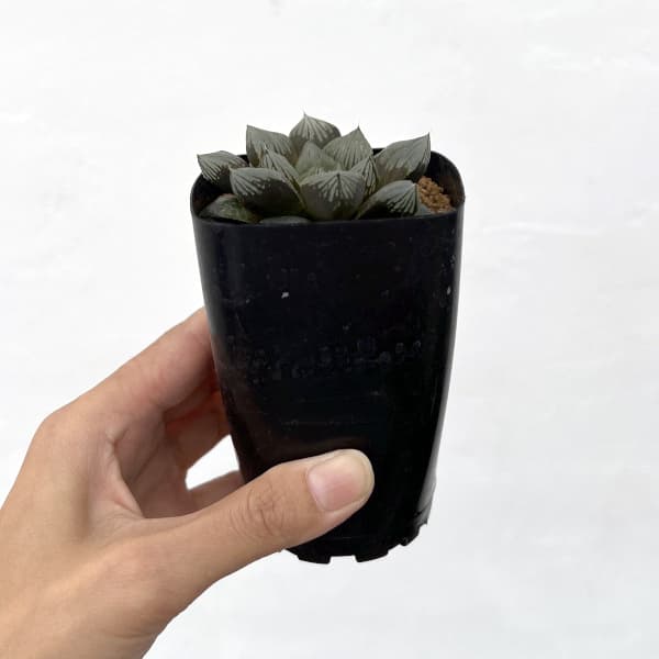 ハオルチア:大紫オブツーサ 2.5号スクエア鉢