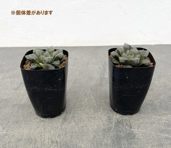 ハオルチア:大紫オブツーサ 2.5号スクエア鉢