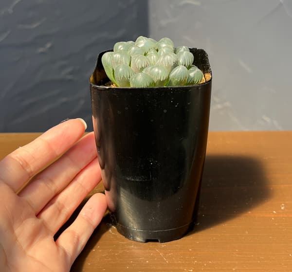 ハオルチア：ＯＢ‐１　2.5号スクエア鉢
