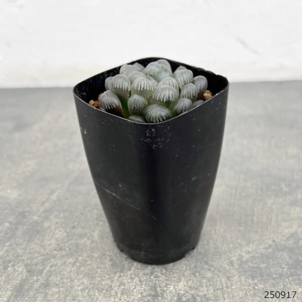 ハオルチア:OB‐1 2.5号スクエア鉢