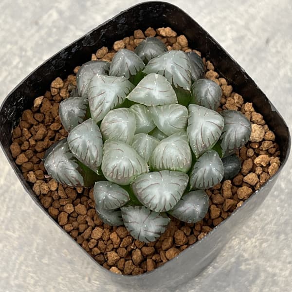 ハオルチア:OB‐1 2.5号スクエア鉢