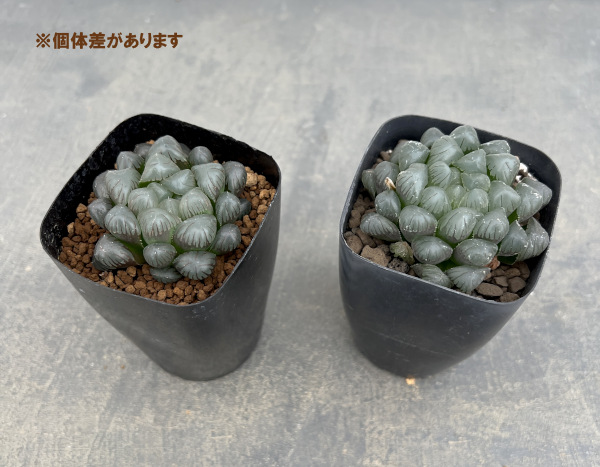 多肉植物　ハオルチア　ブリンジーNO.1大型特良 ハオルチア：OB‐1 2.5号スクエア鉢 の通販 | 園芸ネット