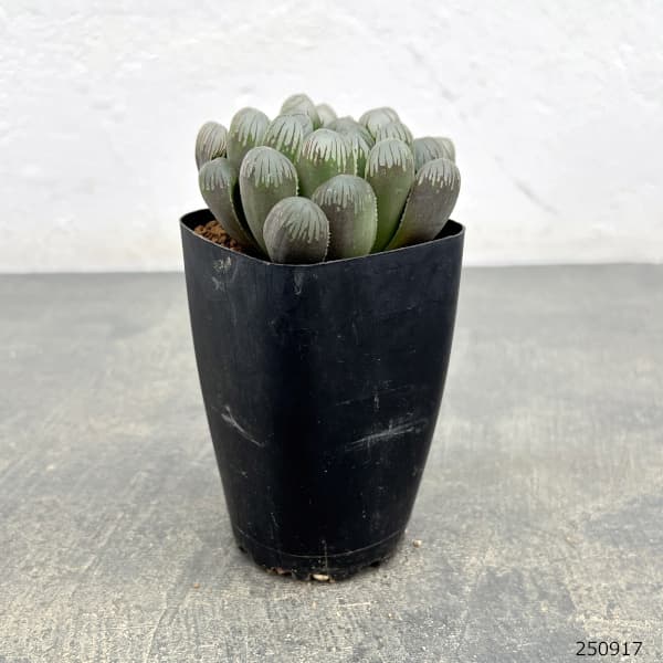 ハオルチア:黒水晶 2.5号スクエア鉢