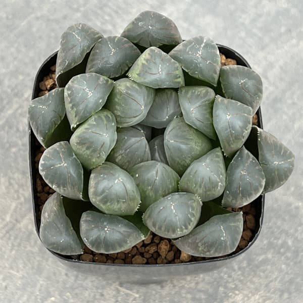 ハオルチア:黒水晶 2.5号スクエア鉢