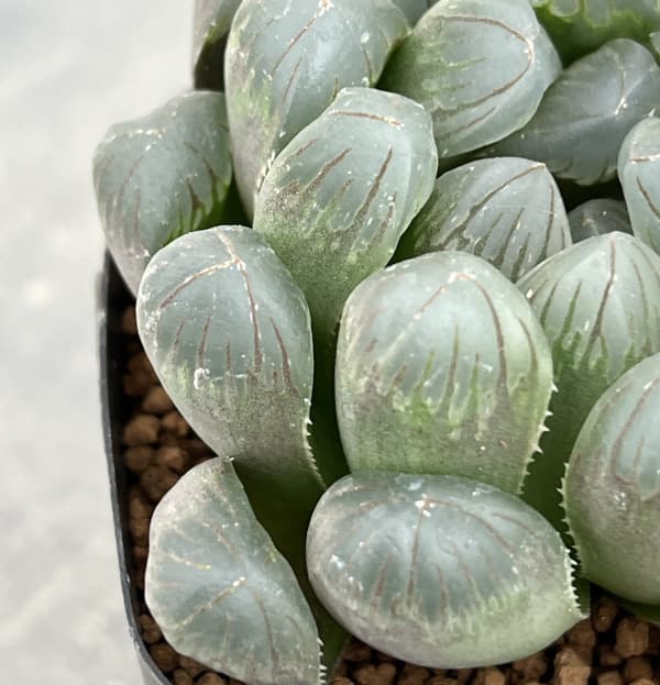 ハオルチア:黒水晶 2.5号スクエア鉢