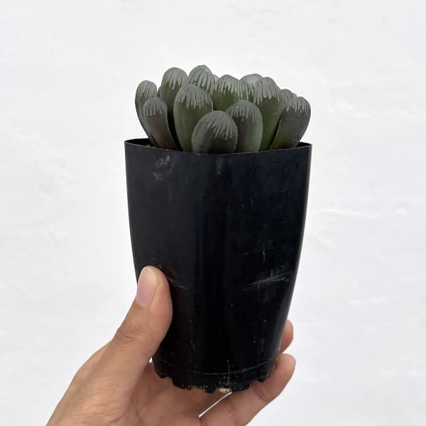 ハオルチア:黒水晶 2.5号スクエア鉢