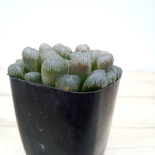 園芸ネット本店｜ハオルチア：ドドソン紫オブツーサ ×クーペリー 2.5号