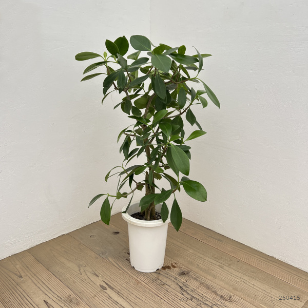 クルシア 7号鉢植え