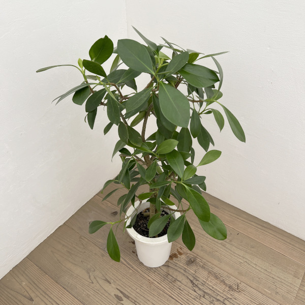 クルシア 7号鉢植え