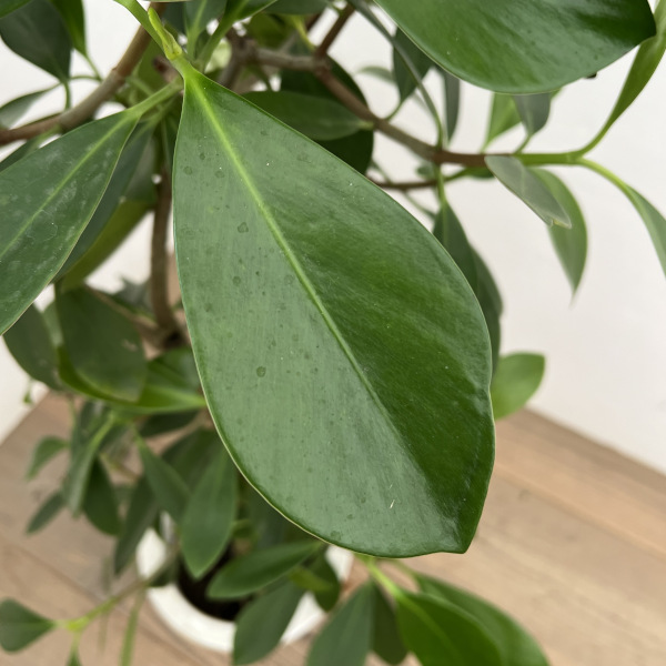 クルシア 7号鉢植え
