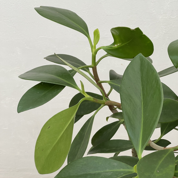 クルシア 7号鉢植え