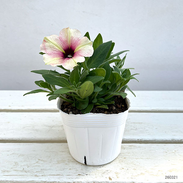 ペチュニア：クレイジーチュニア　ローズゴールド3.5号ポット