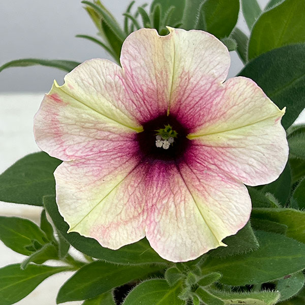 ペチュニア：クレイジーチュニア　ローズゴールド3.5号ポット