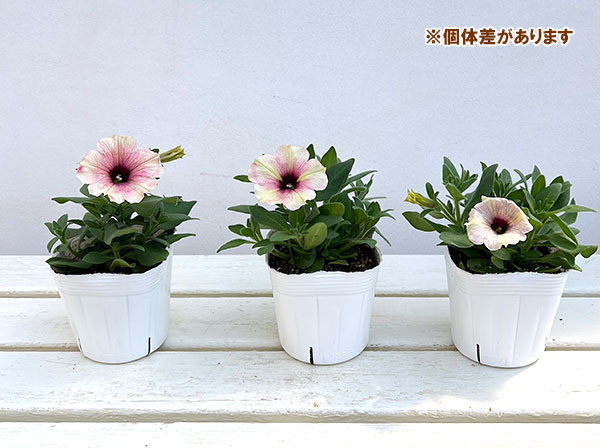 ペチュニア：クレイジーチュニア　ローズゴールド3.5号ポット