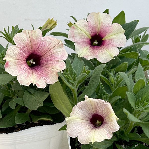 ペチュニア：クレイジーチュニア　ローズゴールド3.5号ポット