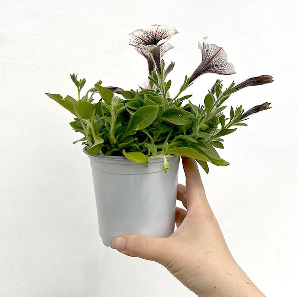 ペチュニア:ティー ティラミス3.5号ポット