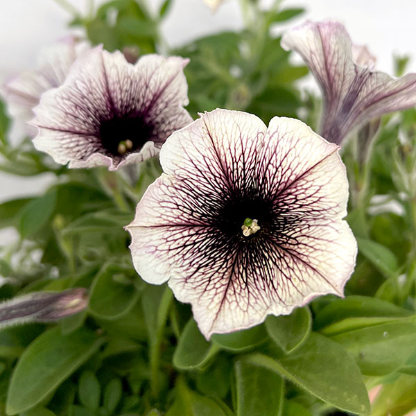 ペチュニア:ティー ティラミス3.5号ポット