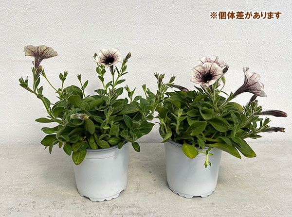 ペチュニア:ティー ティラミス3.5号ポット