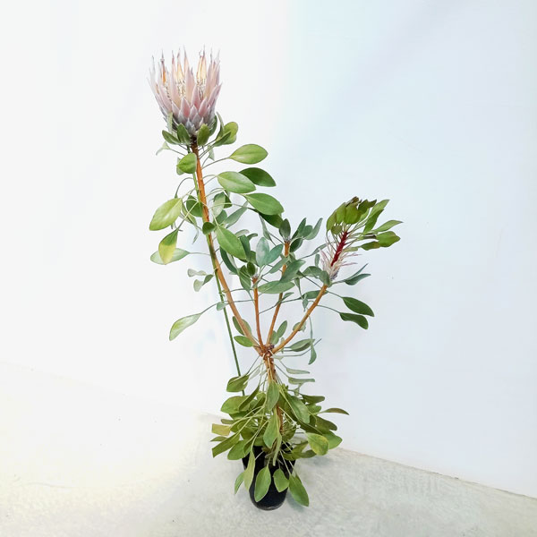 希少 プロテア キングピンク 10号 3F 大苗 鉢植え 苗 園芸ネット本店｜プロテア：キングピンク 5号鉢植え24-02 の通販【公式】
