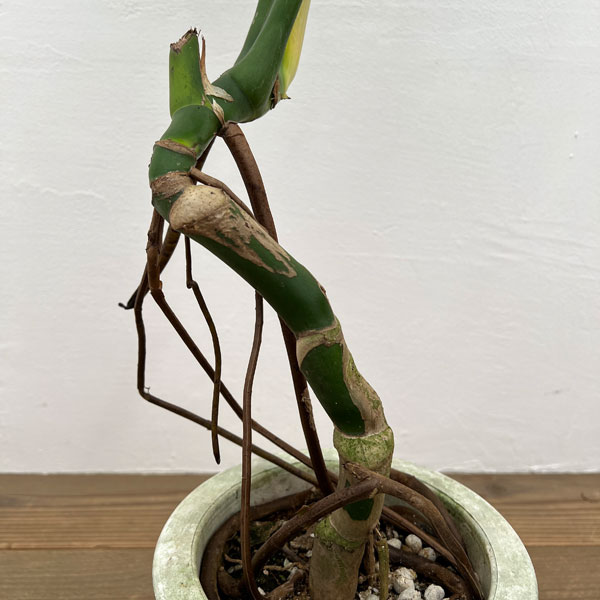 園芸ネット本店｜モンステラ：アダンソニー（幹上がり） 6号鉢植え の