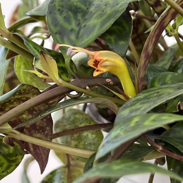 エスキナンサス：マルメラータ（マルモラタス）5号吊鉢植え*