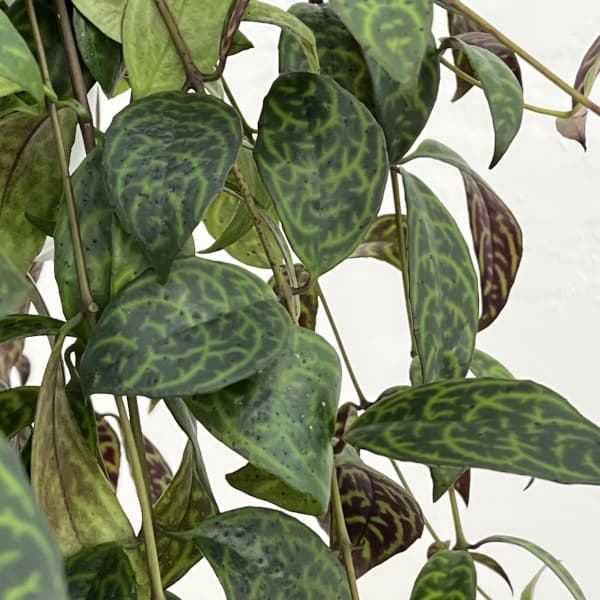 エスキナンサス：マルメラータ（マルモラタス）5号吊鉢植え*