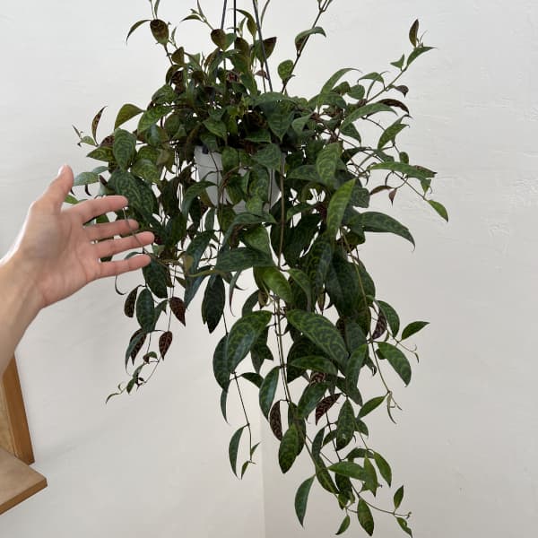 エスキナンサス：マルメラータ（マルモラタス）5号吊鉢植え*