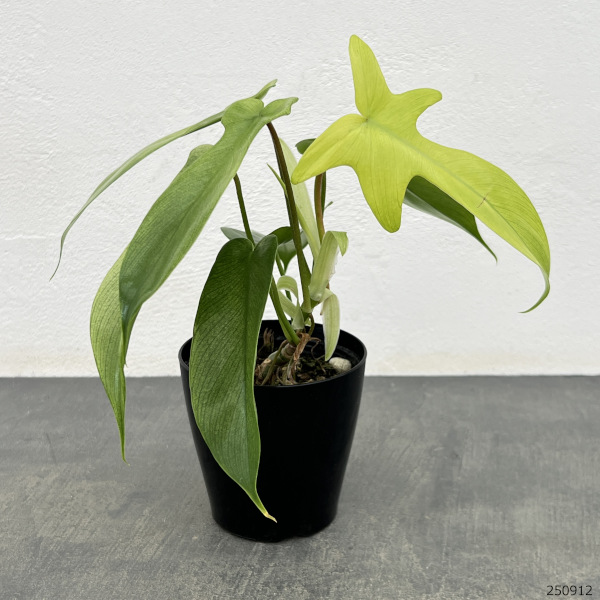 フィロデンドロン:フロリダゴーストミント 3.5号ポット