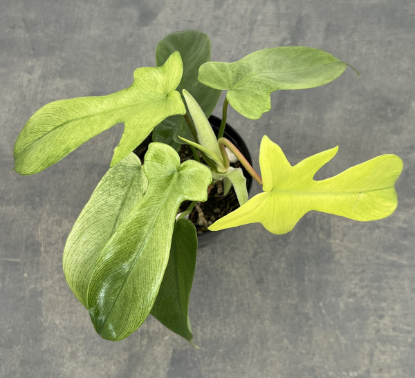 フィロデンドロン:フロリダゴーストミント 3.5号ポット