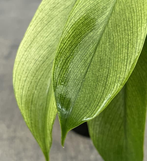 フィロデンドロン:フロリダゴーストミント 3.5号ポット