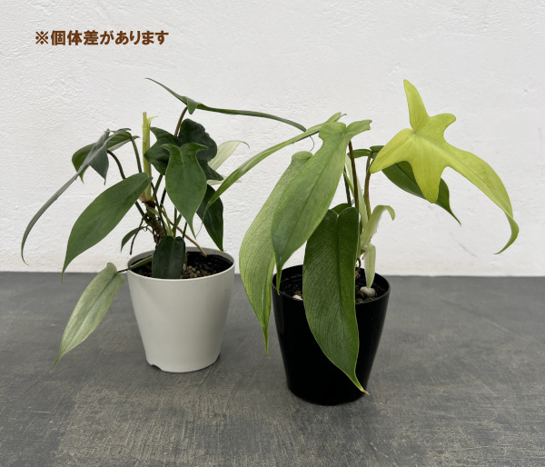フィロデンドロン:フロリダゴーストミント 3.5号ポット