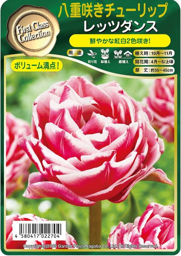園芸ネット本店｜チューリップ：レッツダンス3球入り（DL） の通販【公式】