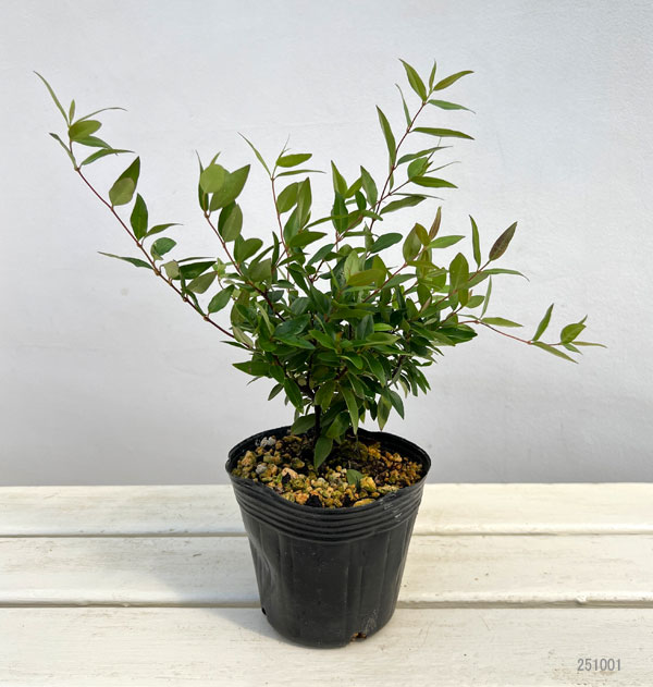 カロライナジャスミン4号鉢植え