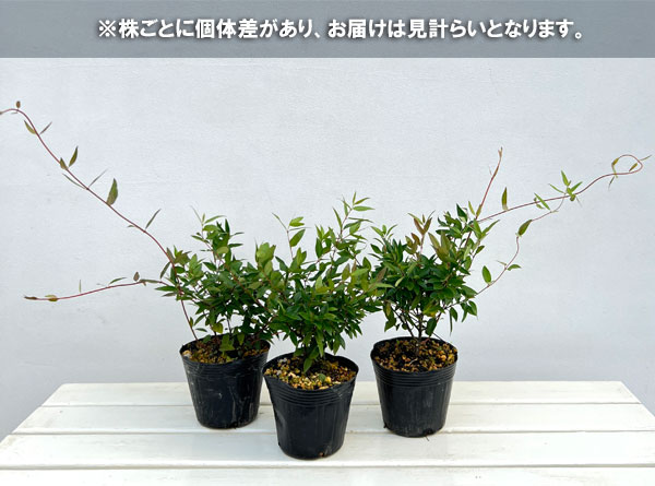 カロライナジャスミン4号鉢植え