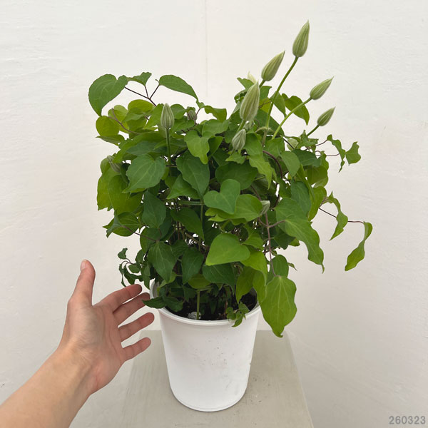 クレマチス：2色咲き（ドクターラッペル＆パストラーレ）5号鉢植え*