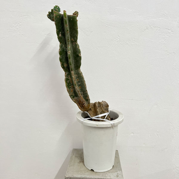 【鉢植え・送料込】柱サボテン ヌーダム (トゲ無し) ブランチ 沖縄育ち Amazon｜サボテン 柱サボテン ブランチ 親株 サボテン トゲなし