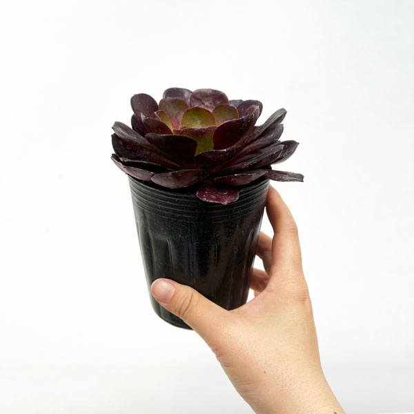 センポニウム:ディスティニー 3号ポット